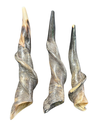 Eland Horn Shofar, Semi Polished Eland Shofar, Antelope Horn Shofar Sizes vary - nice one can be a 23" long