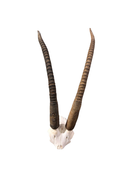 Crâne de zibeline 33 et 32 ​​pouces - Crâne d'antilope zibeline femelle en forme de V - Cornes d'antilope africaines véritables - Crâne d'antilope zibeline africaine