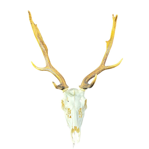 Deer Skull Real Fallow Deer Horns & Skull - REAL Fallow Skull Approximate Size: 27HX23WX17D inches