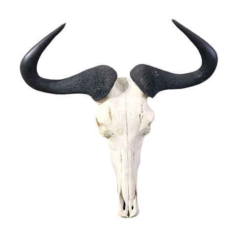 Animal Skull - Real Wildebeest Skull African Antelope Horns + Skull/ Gnu Skull / Blue Wildebeest Skull