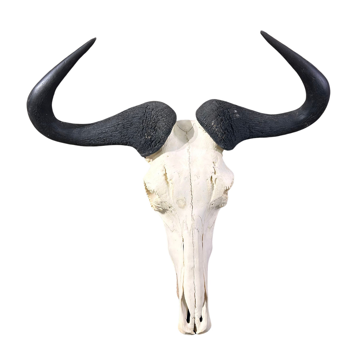 Animal Skull - Real Wildebeest Skull African Antelope Horns + Skull/ Gnu Skull / Blue Wildebeest Skull