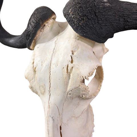 Animal Skull - Real Wildebeest Skull African Antelope Horns + Skull/ Gnu Skull / Blue Wildebeest Skull