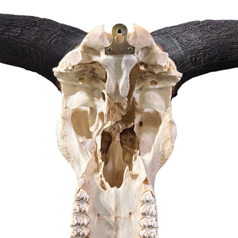 Animal Skull - Real Wildebeest Skull African Antelope Horns + Skull/ Gnu Skull / Blue Wildebeest Skull