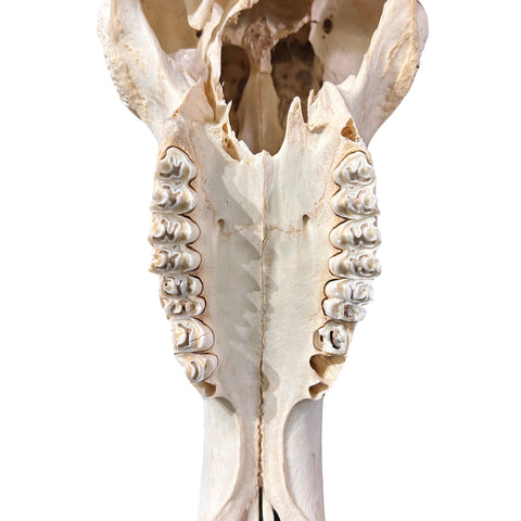 Animal Skull - Real Wildebeest Skull African Antelope Horns + Skull/ Gnu Skull / Blue Wildebeest Skull