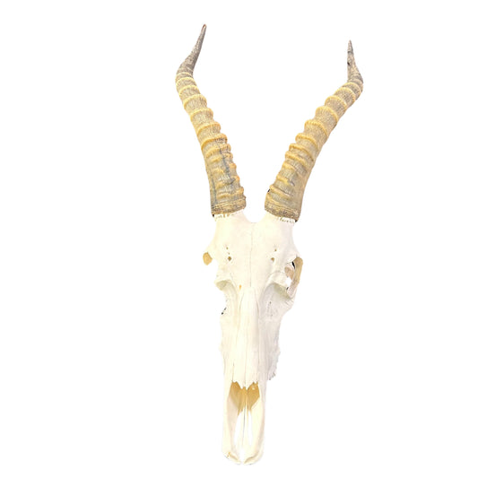 Crâne de cerf Véritables cornes d'antilope Blesbok CRÂNE D'ANIMAL DE TAXIDERMIE Crâne de Blesbok (endommagé) Taille moyenne : 25HX8DX10W pouces