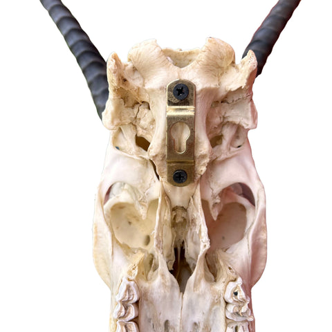 Deer Skull Real Grants Gazelle Skull TAXIDERMY ANIMAL SKULL Gazelle Skull Size: 28X19X18 inches (length X width X height)