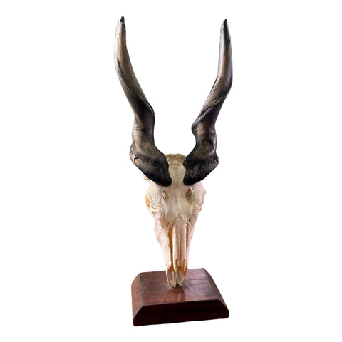 Giant Carved Eland Skull - Real African Antelope Horns and skull- African Trophy Male Eland Cranium - Huge Horns