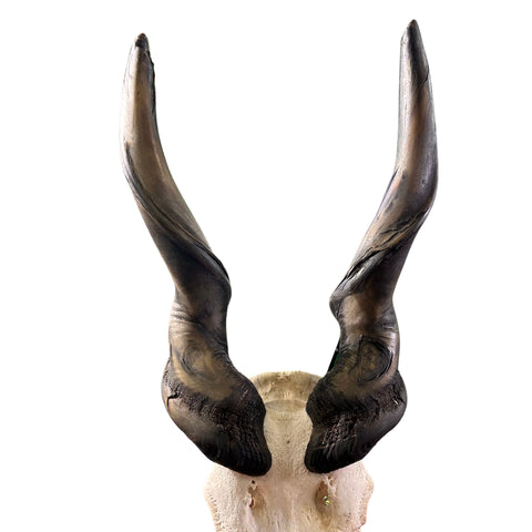 Giant Carved Eland Skull - Real African Antelope Horns and skull- African Trophy Male Eland Cranium - Huge Horns