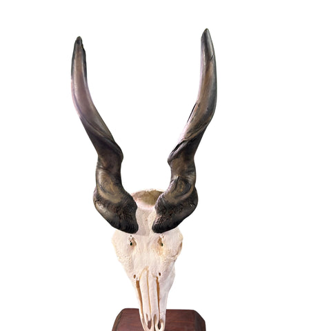 Giant Carved Eland Skull - Real African Antelope Horns and skull- African Trophy Male Eland Cranium - Huge Horns