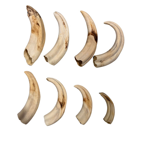 Warthog Tusks- 8 Real Pig Tusk 8 Assorted Sizes 8 African Wild Pig Teeth Natural