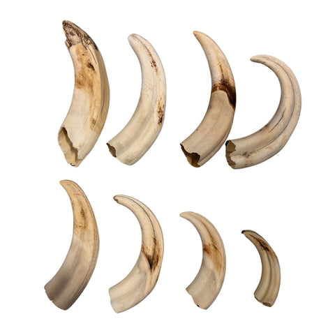 Warthog Tusks- 8 Real Pig Tusk 8 Assorted Sizes 8 African Wild Pig Teeth Natural