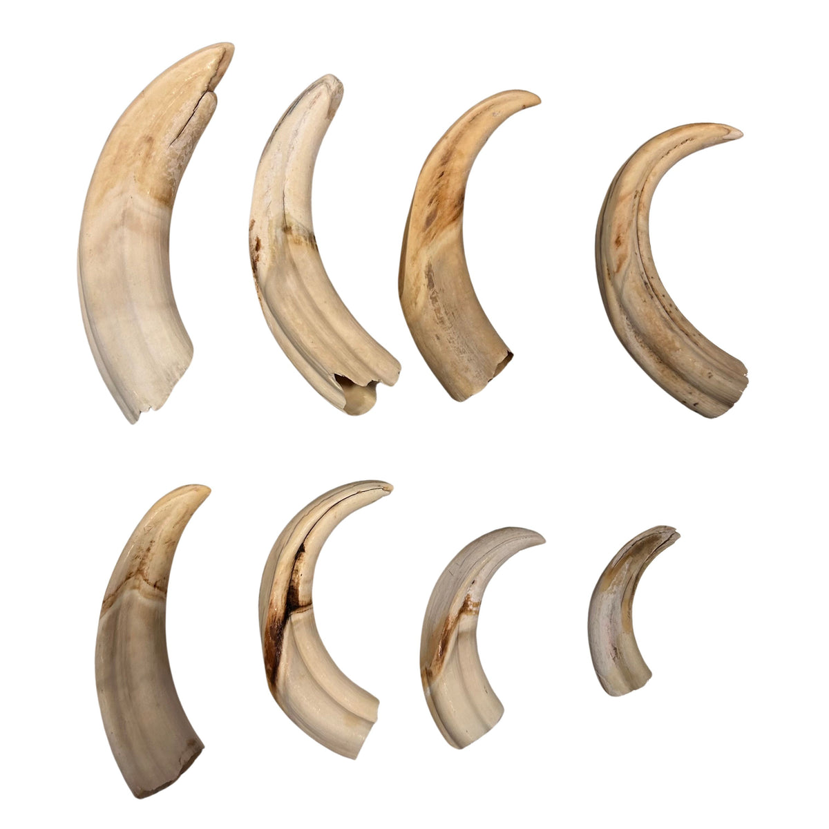 Warthog Tusks- 8 Real Pig Tusk 8 Assorted Sizes 8 African Wild Pig Teeth Natural