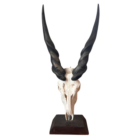 Giant Male Eland Skull - Real African Antelope Horns and Skull- African Trophy Male Eland Cranium - Huge Horns