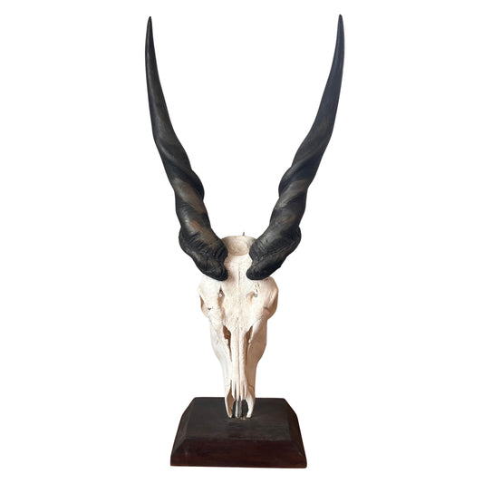 Giant Male Eland Skull - Real African Antelope Horns and Skull- African Trophy Male Eland Cranium - Huge Horns