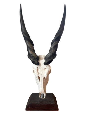 Giant Male Eland Skull - Real African Antelope Horns and Skull- African Trophy Male Eland Cranium - Huge Horns