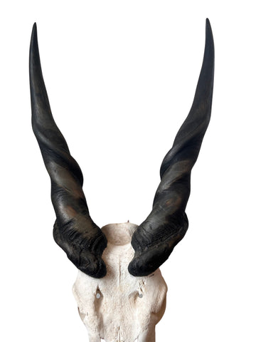 Giant Male Eland Skull - Real African Antelope Horns and Skull- African Trophy Male Eland Cranium - Huge Horns