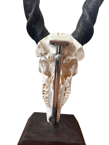 Giant Male Eland Skull - Real African Antelope Horns and Skull- African Trophy Male Eland Cranium - Huge Horns