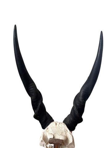 Giant Male Eland Skull - Real African Antelope Horns and Skull- African Trophy Male Eland Cranium - Huge Horns