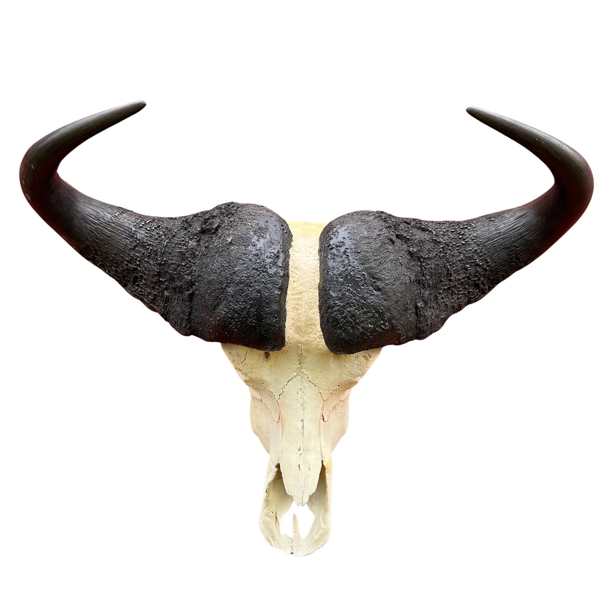 Buffalo Skull Real Cape Buffalo Skull TAXIDERMY SKULL Approximatly 29.5x25X11 in