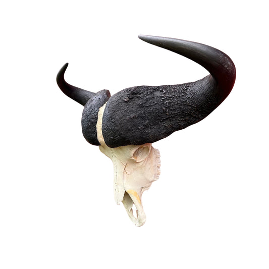 Crâne de buffle véritable crâne de buffle du Cap CRÂNE DE TAXIDERMIE Environ 29,5 x 25 x 11 pouces