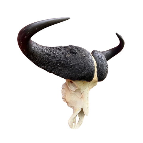 Buffalo Skull Real Cape Buffalo Skull TAXIDERMY SKULL Approximatly 29.5x25X11 in