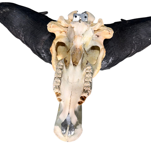 Buffalo Skull Real Cape Buffalo Skull TAXIDERMY SKULL Approximatly 29.5x25X11 in