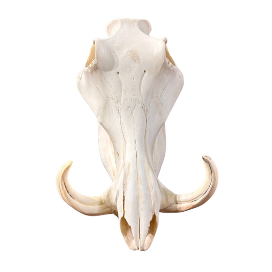 African Warthog Skull Real Wild Pig Skull - Pig Head Size: About 12" X 8" X 6.5"