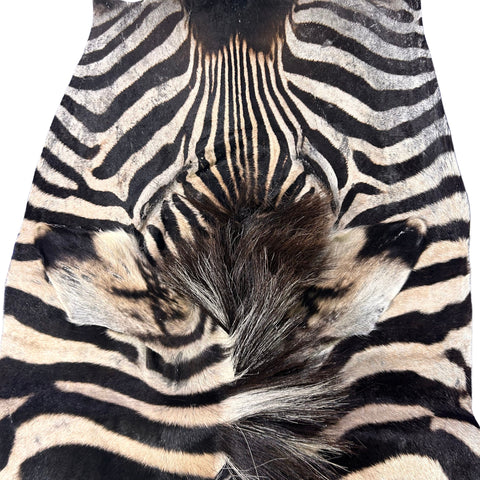 Tapis en peau de zèbre véritable # 29 Taille énorme : 7X6 pieds - TAIE D'OREILLER ZEBRA GRATUITE