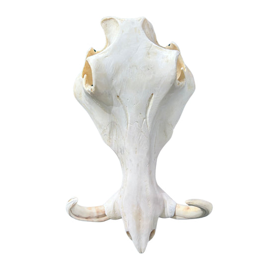 Crâne de phacochère africain - Véritable crâne de cochon sauvage - Taille de la tête de cochon : environ 13" X 9" X 8"