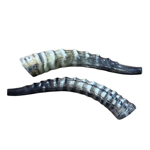 Polished Blesbok Horn - Genuine Antelope Horn - Around 10" long