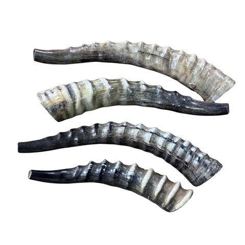 Polished Blesbok Horn - Genuine Antelope Horn - Around 10" long