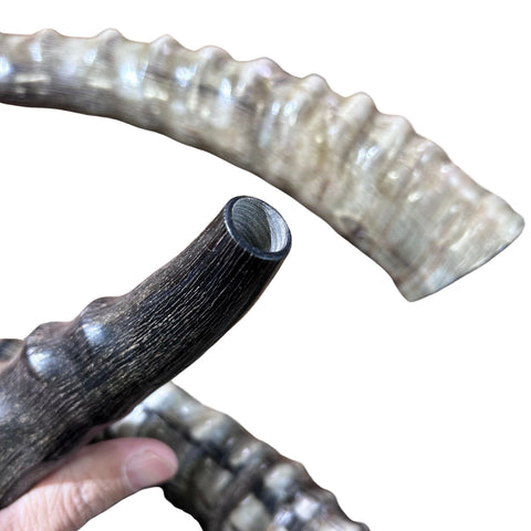 Polished Blesbok Horn - Genuine Antelope Horn - Around 10" long