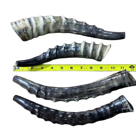 Polished Blesbok Horn - Genuine Antelope Horn - Around 10" long