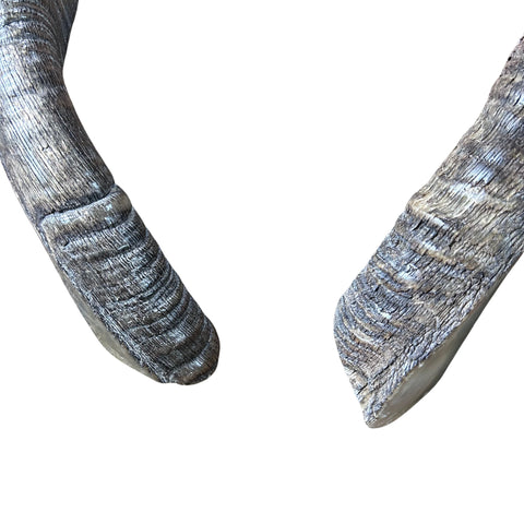 1 shofar Nyala poli, corne d'antilope africaine, taille environ 14" droit