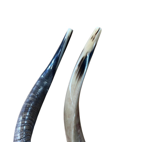 1 shofar Nyala poli, corne d'antilope africaine, taille environ 14" droit