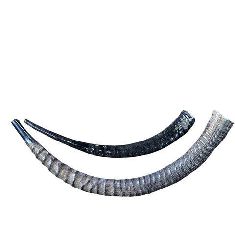 Shofar ou trompette en corne de zibeline, Shofar en antilope africaine taille XXXL (légèrement poli - Taille : environ 39" (mesuré autour des boucles)