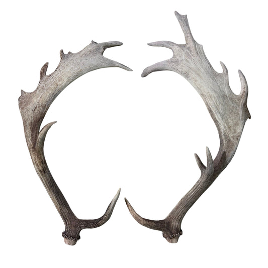 Real Fallow Deer Horns Set - Genuine Fallow Deer Horns Approximate Length: 22" inches