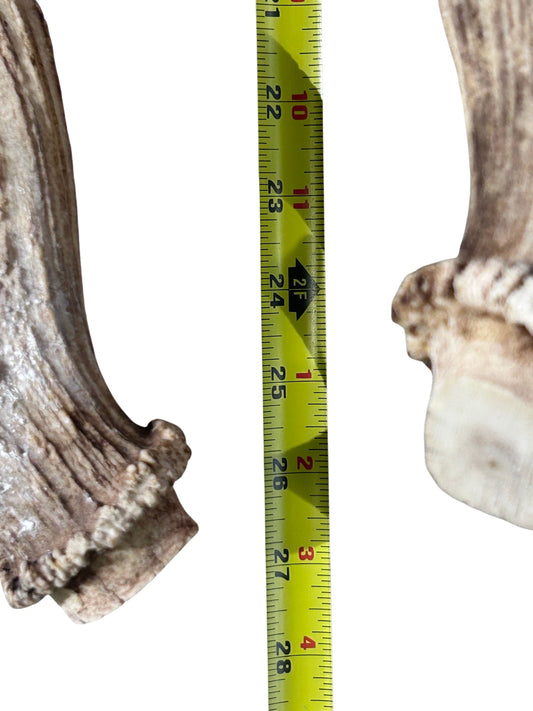 Real Fallow Deer Horns Set - Genuine Fallow Deer Horns Approximate Length: 22" inches