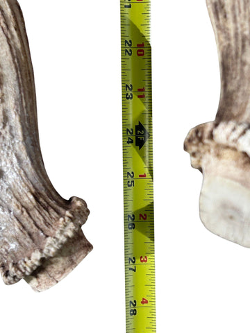 Ensemble de cornes de daim véritables - Cornes de daim véritables Longueur approximative : 22" pouces