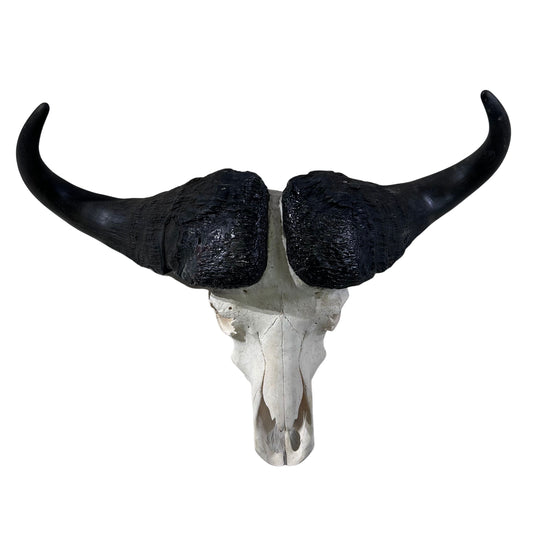 Buffalo Skull Real Cape Buffalo Skull TAXIDERMY SKULL Buffalo Skull Approximate Size: 36x25X12 inches