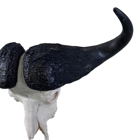 Crâne de buffle Véritable crâne de buffle du Cap CRÂNE DE TAXIDERMIE Crâne de buffle Taille approximative : 28LX10DX36W pouces