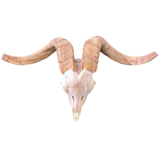 Ram Skull - Real Angora Ram Horns and Skull - Approx Size: 15LX29WX12D inches