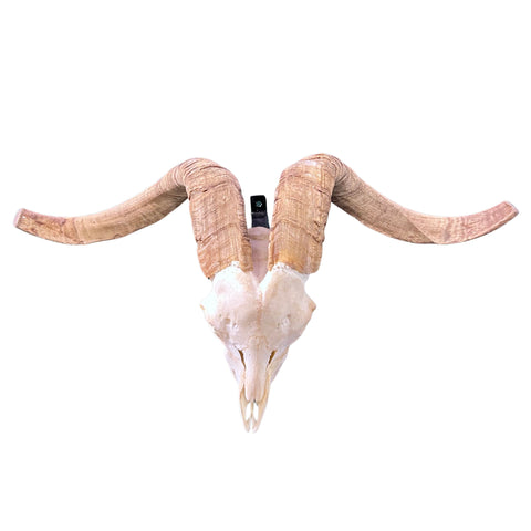 Ram Skull - Real Angora Ram Horns and Skull - Approx Size: 15LX29WX12D inches