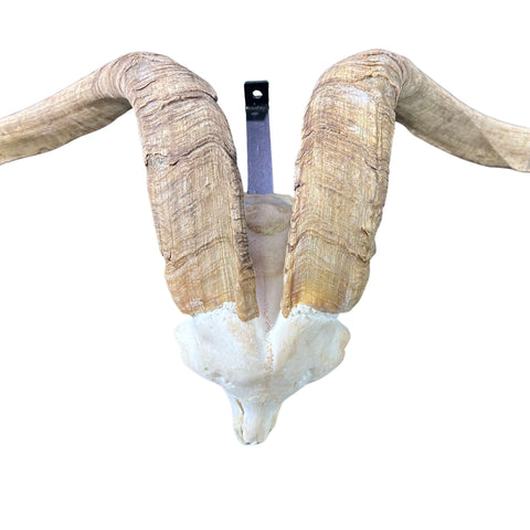 Ram Skull - Real Angora Ram Horns and Skull - Approx Size: 15LX29WX12D inches