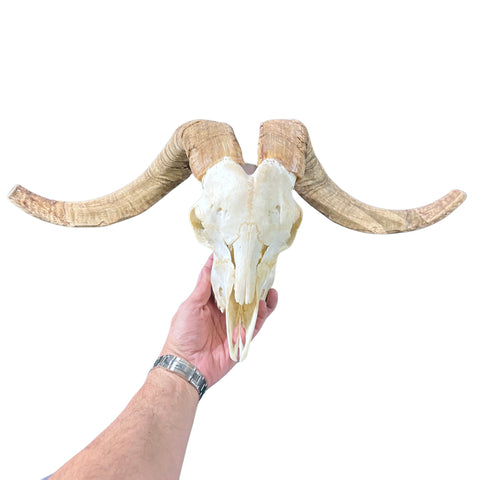 Ram Skull - Real Angora Ram Horns and Skull - Approx Size: 15LX29WX12D inches