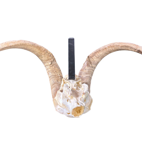 Ram Skull - Real Angora Ram Horns and Skull - Approx Size: 15LX29WX12D inches