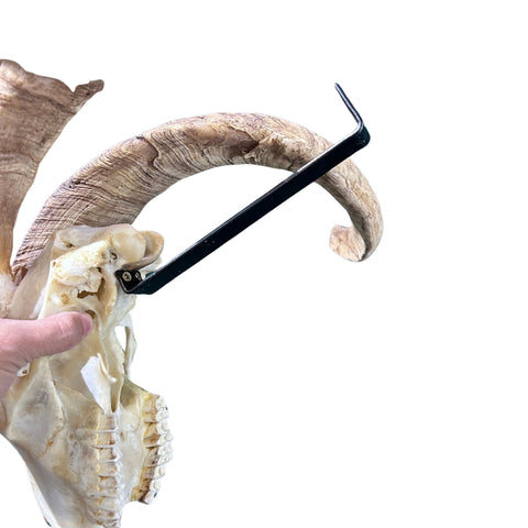 Ram Skull - Real Angora Ram Horns and Skull - Approx Size: 15LX29WX12D inches