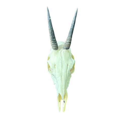 Real Duiker Skull - Common Duiker Taxidermy Cranium - Size: 10.5X5.5X3.3"