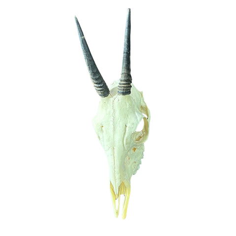 Real Duiker Skull - Common Duiker Taxidermy Cranium - Size: 10.5X5.5X3.3"