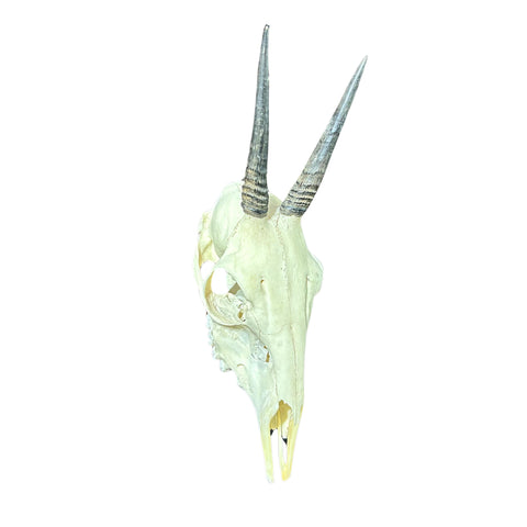 Real Duiker Skull - Common Duiker Taxidermy Cranium - Size: 10.5X5.5X3.3"